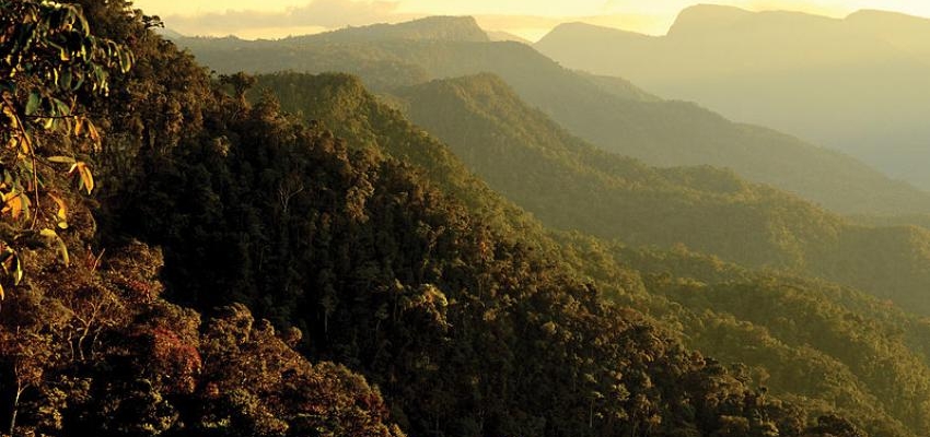 Parque Nacional Cordillera Azul: fuente de mitigación de emisiones de CO2