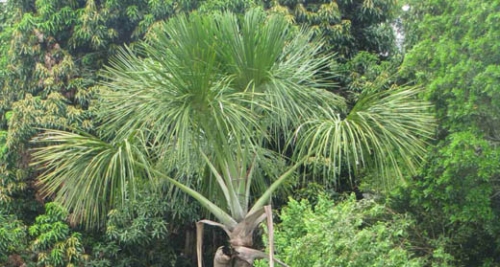 CIMA 2012. Sustainable Use of the Aguaje (palm tree)