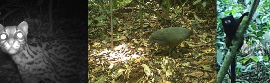 Monitoreo de la biodiversidad con cámaras-trampa en la Restauración Ecológica del Paisaje en la Zona de Amortiguamiento del Parque Nacional Cordillera Azul
