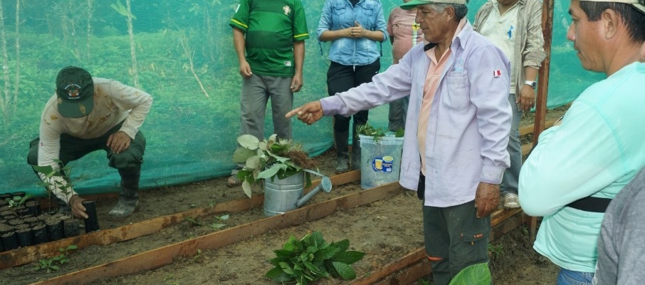 Aprovechando la regeneración natural del entorno local como fuente proveedora de material vegetativo para su reintroducción o reproducción en viveros locales 