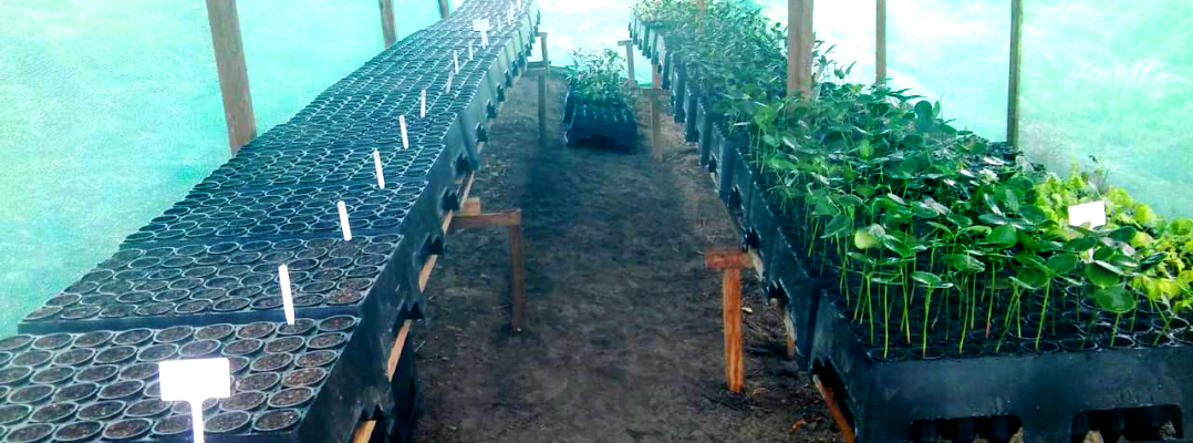 Sembrando compromisos en la producción comunal de plantas en los viveros locales