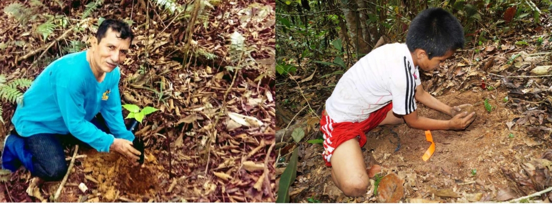 POBLADORES DE LEJÍA Y SAN JUAN REINTRODUCIERON Y ENRIQUECIERON CON ESPECIES FORESTALES SUS ÁREAS DE RESTAURACIÓN