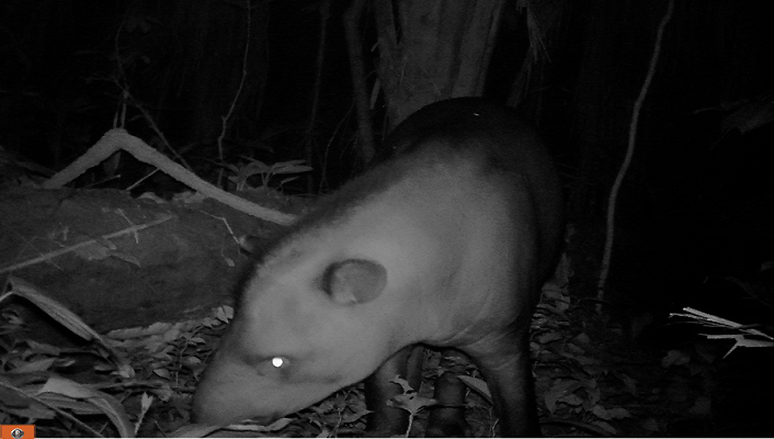El Parque Nacional Cordillera Azul protege 39 especies amenazadas y está de cumpleaños