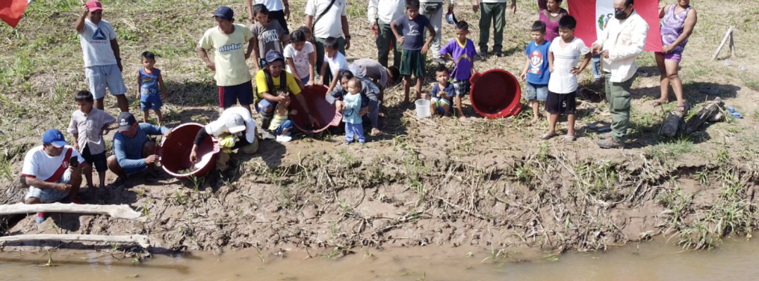 Repoblamiento de tortugas Taricaya en la Zona de Amortiguamiento del Parque Nacional Cordillera Azul