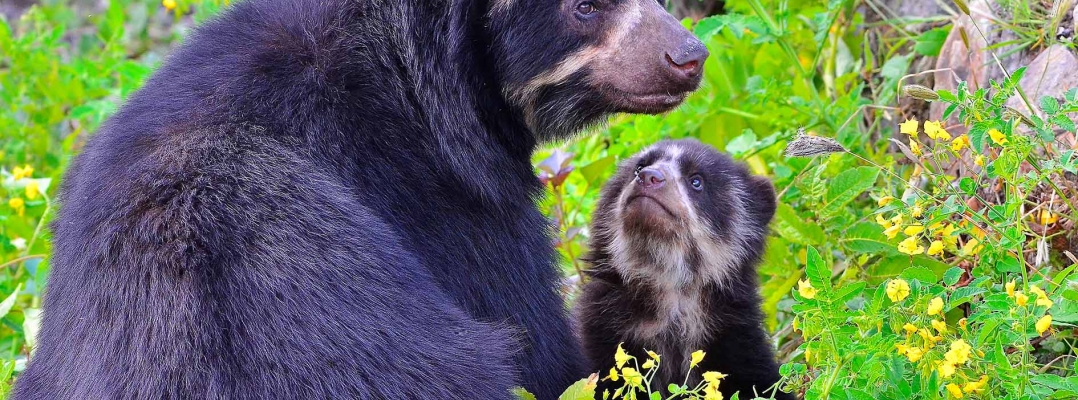 Apoya la conservación del Parque Nacional Cordillera Azul