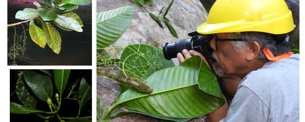  Dos nuevas especies endémicas y un nuevo registro para la flora del Perú se descubren en el Parque Nacional Cordillera Azul 