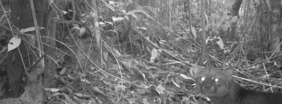 Recuperando y conectando áreas degradadas favorecemos la conservación de especies de fauna silvestre  