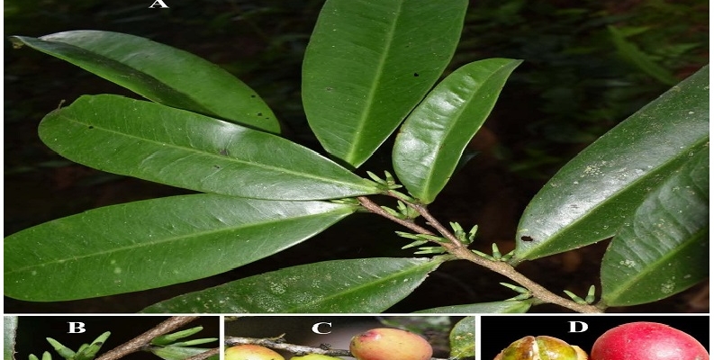 NUEVOS DESCUBRIMIENTOS EN EL PARQUE NACIONAL CORDILLERA AZUL