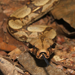 fotoBoaConstrictor