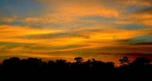 CIMA 2013. REDD+ Project in the Cordillera Azul National Park